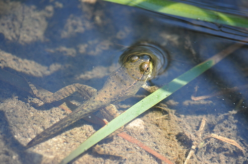 Green Frog (BIO 130 Illinois Species ID ) · iNaturalist