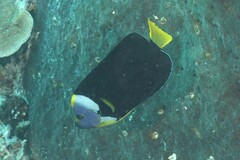 Chaetodontoplus meredithi