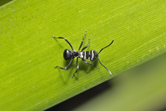 Polyrhachis clio