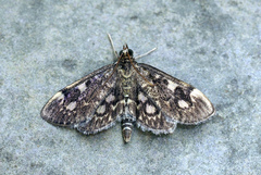 Anania tertialis