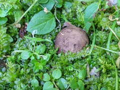 Scleroderma arenicola