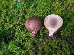 Scleroderma arenicola