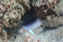 Chrysiptera rollandi