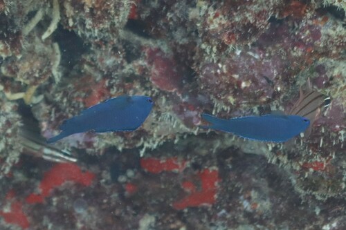 Blue assessor (Assessor macneilli) — Plesiopidae — 3