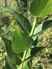 Silphium integrifolium laeve