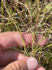 Agalinis decemloba
