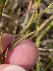Agalinis decemloba