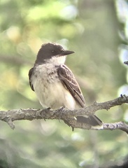 Tyrannus tyrannus