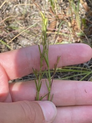 Agalinis decemloba