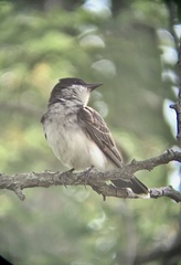 Tyrannus tyrannus