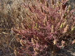 Dicranostegia orcuttiana