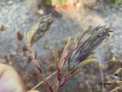 Dicranostegia orcuttiana