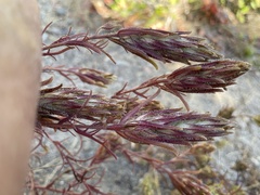 Dicranostegia orcuttiana