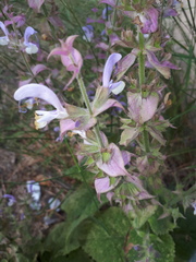 Salvia sclarea