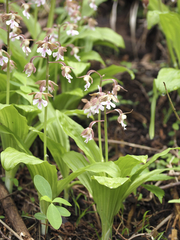 Calanthe discolor