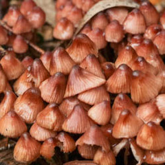 Mycena vinacea