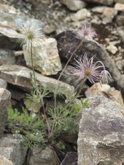 Pulsatilla cernua