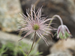 Pulsatilla cernua