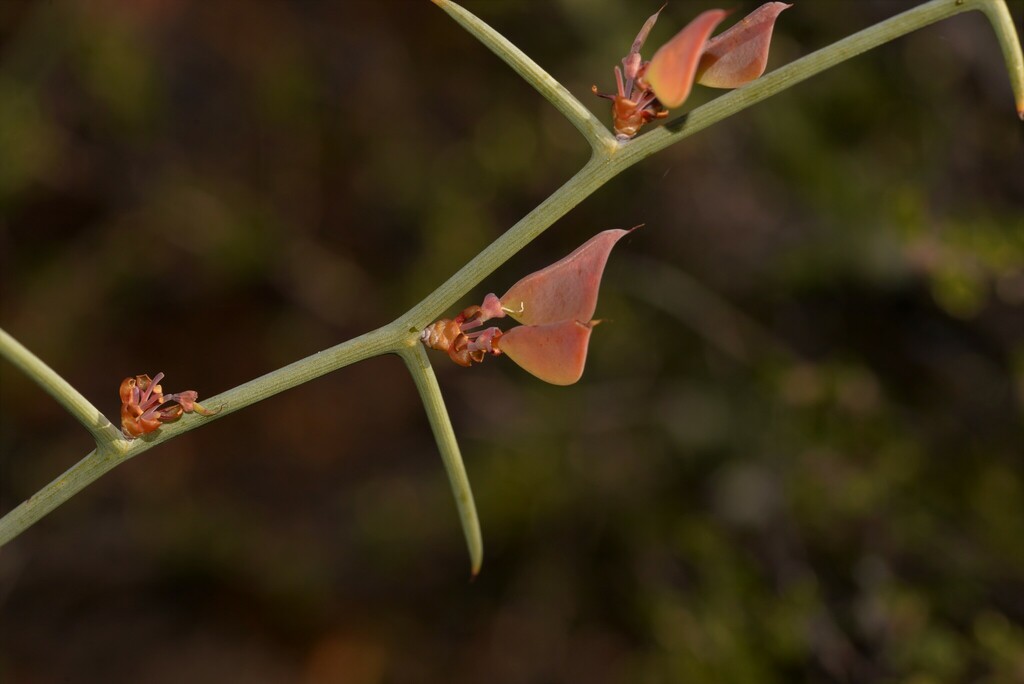 Daviesia hakeoides