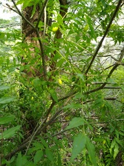 Buckleya distichophylla