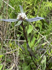 Spermacoce suaveolens