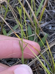 Agalinis decemloba