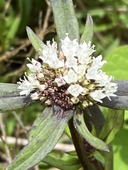 Spermacoce suaveolens