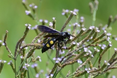 Pygodasis quadrimaculata