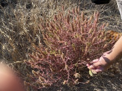 Dicranostegia orcuttiana