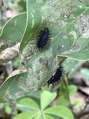 Epilachna mexicana