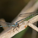 Argia cuprea - Photo (c) Diana-Terry Hibbitts, μερικά δικαιώματα διατηρούνται (CC BY-NC), uploaded by Diana-Terry Hibbitts