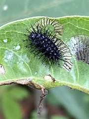 Epilachna mexicana