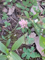 Trifolium longipes