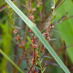 Ludwigia alata