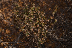 Monotaxis bracteata