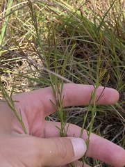 Agalinis decemloba