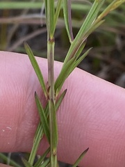 Agalinis decemloba