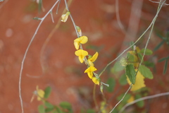 Crotalaria eremaea eremaea