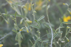 Crotalaria eremaea eremaea