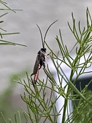 Dolichomitus irritator