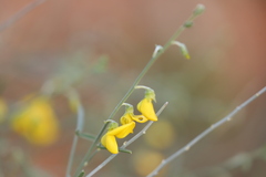 Crotalaria eremaea eremaea