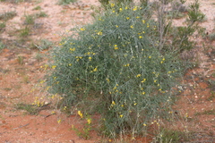 Crotalaria eremaea eremaea