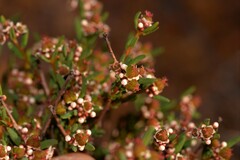 Monotaxis bracteata