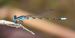 Argia leonorae