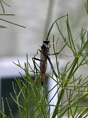 Dolichomitus irritator