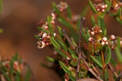 Monotaxis bracteata