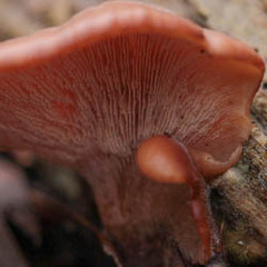 Lentinellus pulvinulus