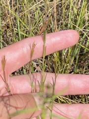 Agalinis decemloba
