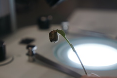 Himatolabus pubescens