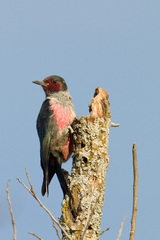 Lewis's Woodpecker photo 4